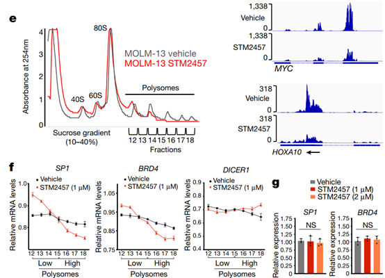 STM2457 reduces m6A levels, resulting in defective mRNA translation-2